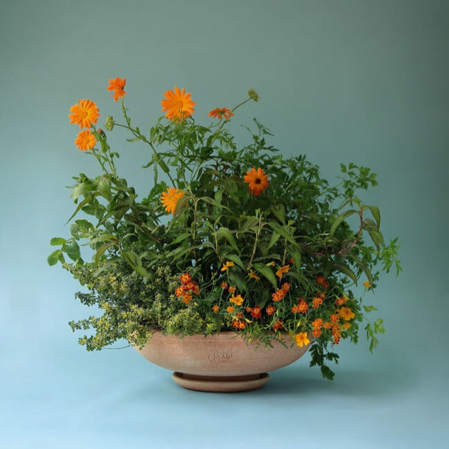 Ada fad, rosa terracotta